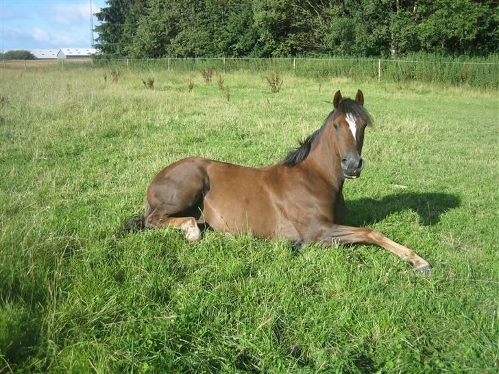 Welsh Partbred (Sec F) Montoya - En sommerdag på folden billede 8
