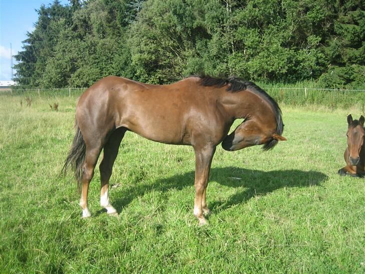 Welsh Partbred (Sec F) Montoya - En sommerdag på folden billede 9