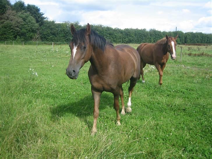 Welsh Partbred (Sec F) Montoya - En sommerdag på folden billede 10