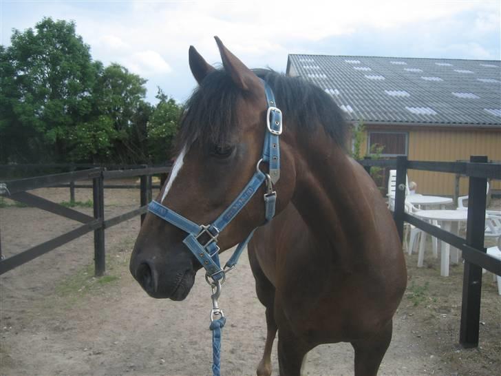 Welsh Partbred (Sec F) Montoya - Første dag jeg har ham billede 11