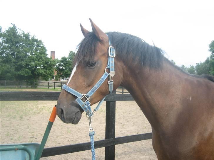 Welsh Partbred (Sec F) Montoya - Første dag jeg har ham billede 12