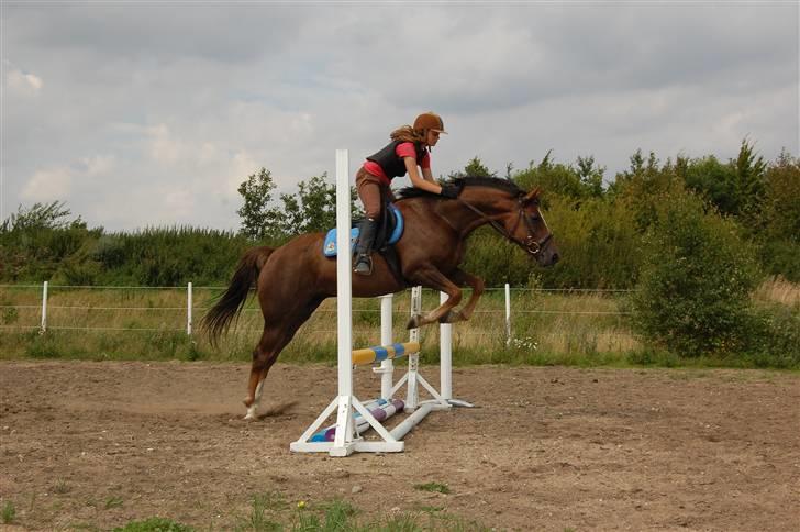 Welsh Partbred (Sec F) Montoya - En af de første gange han springer billede 13