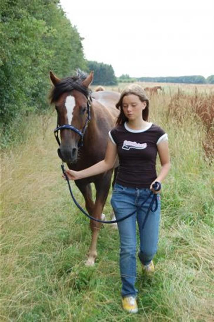 Welsh Partbred (Sec F) Montoya - På vej op fra folden. Tiden er kommet til, at vi skal op på efterskolen billede 15