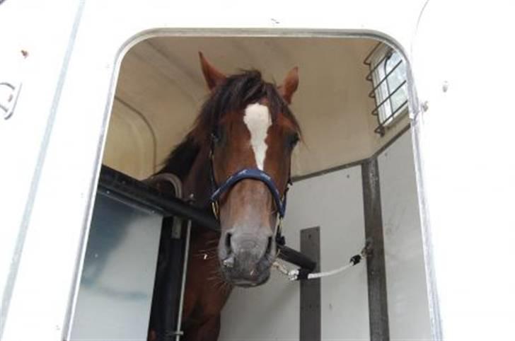 Welsh Partbred (Sec F) Montoya - I traileren inden vi kører op på efterskolen billede 16