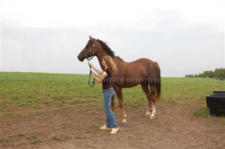 Welsh Partbred (Sec F) Montoya - Første gang på folden, på efterskolen billede 17