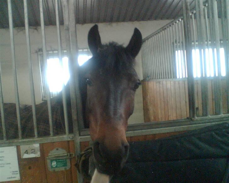 Anden særlig race Skouvgaardens Twisster billede 7