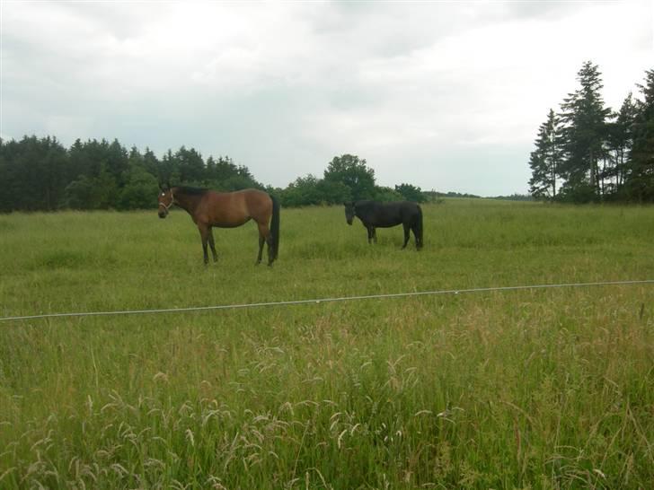Welsh Pony (sec B) Cia - Cia der går på fold med Coco!! ... Fotograf: Mig billede 8