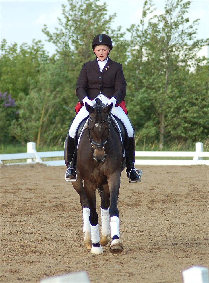 Trakehner Donaufee VI E - Stævne HDR Maj 2011 billede 13