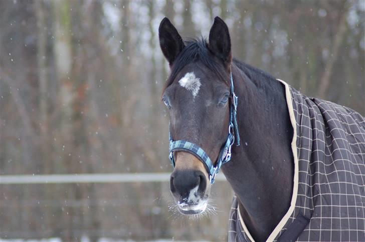 Trakehner Donaufee VI E - 07.02.10 billede 16