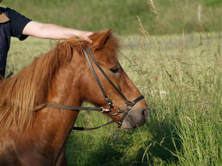 Islænder Tói fra Hem billede 3