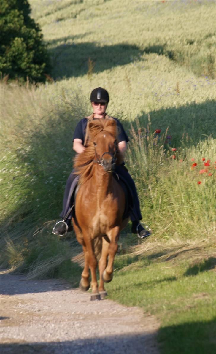 Islænder Tói fra Hem billede 4