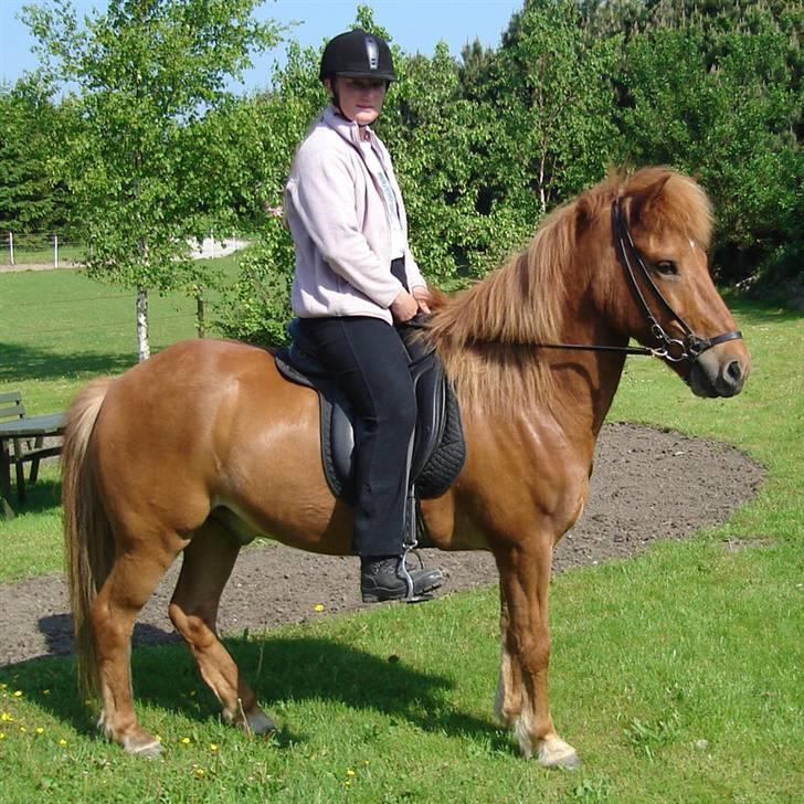 Islænder Tói fra Hem billede 5