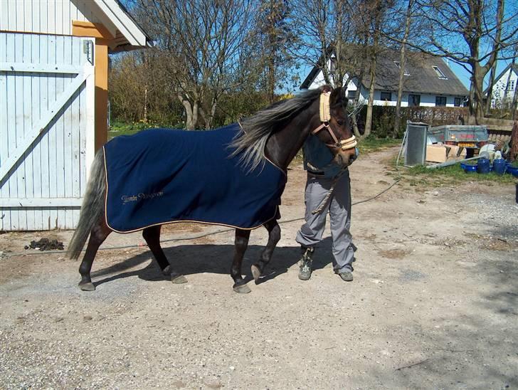 New Forest Sheik - Og på den anden side er mit navn broderet :D billede 13