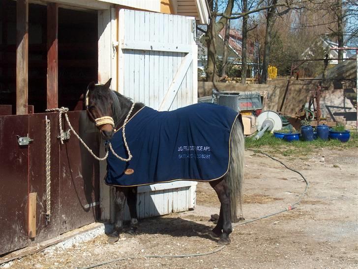 New Forest Sheik - Sheik kan høre at vi er igang med at spænde traileren for bilen. billede 14
