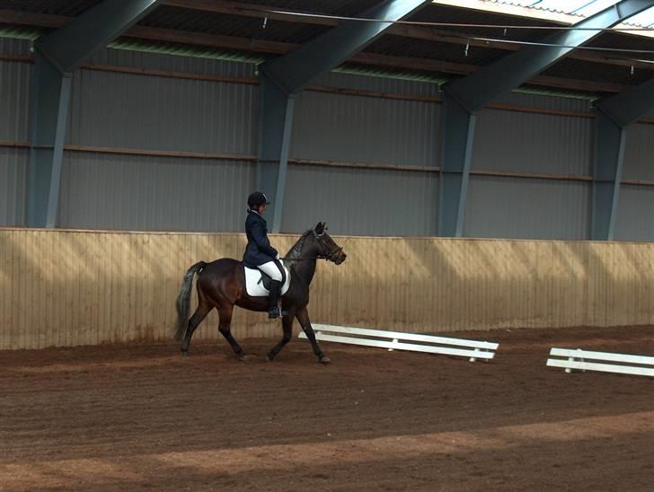 New Forest Sheik - Til dressurstævne d. 22. April. Her er vi inde og ride en LC1 m. Galop. billede 16