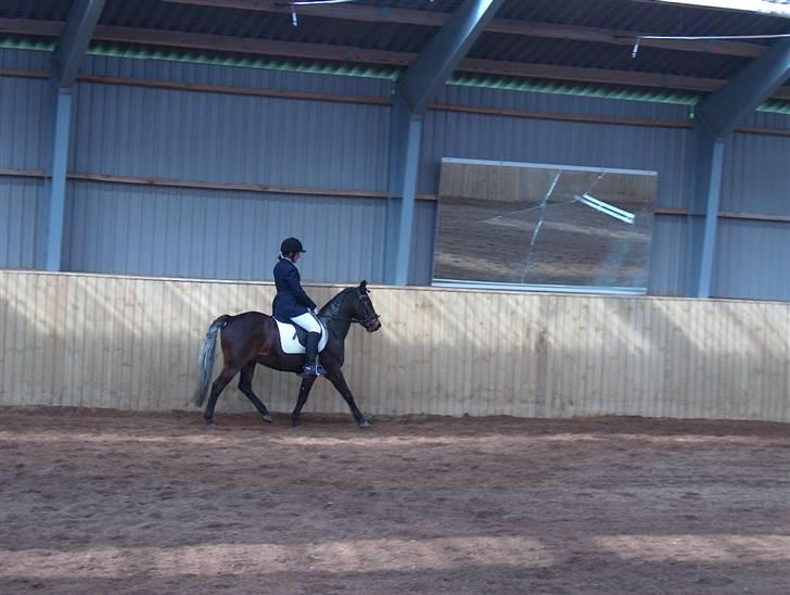 New Forest Sheik - Til dressurstævne d. 22. April. Her er vi inde og ride en LC2 m. Galop. billede 17