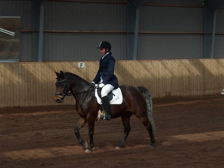 New Forest Sheik - Til dressurstævne d. 22. April. Her er vi inde og ride en LC2 m. Galop. billede 18