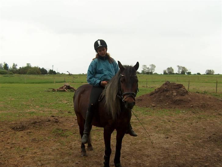 New Forest Sheik - Når vi er igang med at skridte af, efter lidt hygge-ridning. billede 20