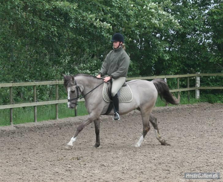 DSP Fenris - galop med julie billede 2
