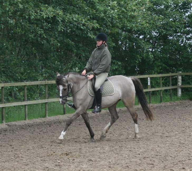 DSP Fenris - trav med julie billede 6