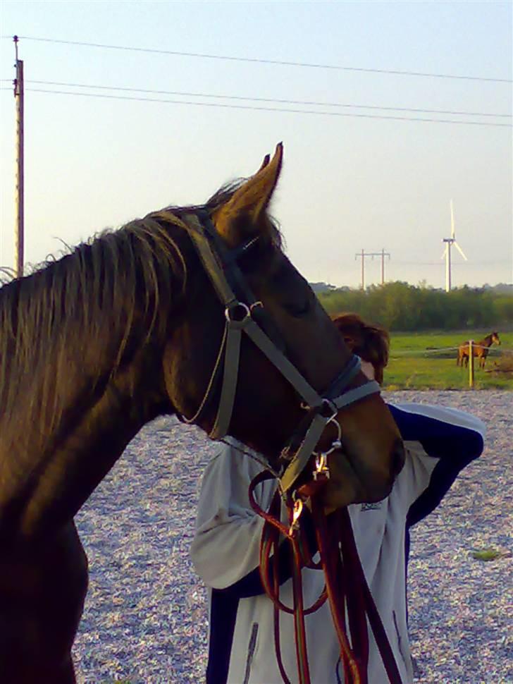 Oldenborg Cheris Shadow - Cheri`s Shadow billede 1