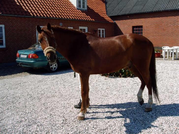 Anden særlig race Godtfred - Godtfred :D .. , Foto: Charlotte billede 3