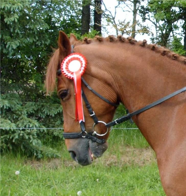 Anden særlig race Godtfred - 1. plads i LA1 i Søndertoft Rideklub , Foto: Far billede 5