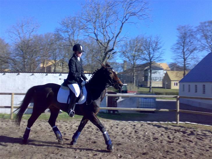 Traver Knight Wax<3 *SOLGT /:* - Opvarmning til stævnet i Mariager. Han gik ikke særlig pænt med hovedet, han vidste sin rigtig grimme underhals. Fotograf: Sif Tetens billede 8