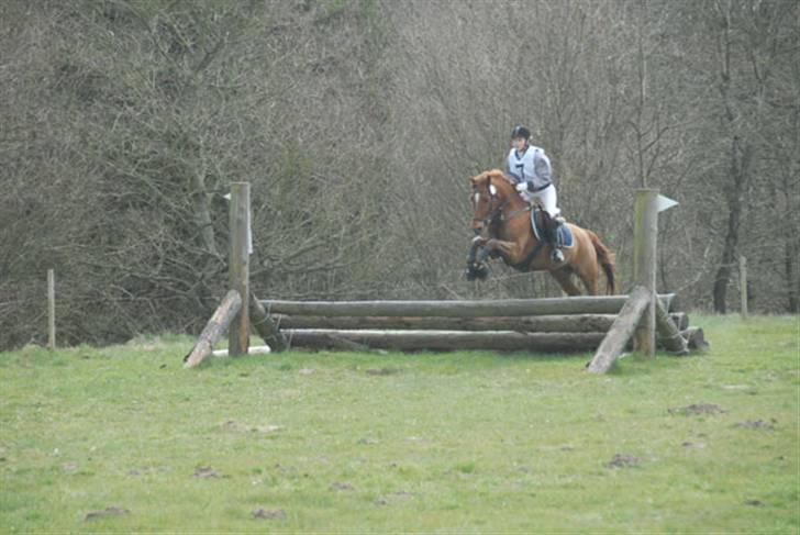 Anden særlig race Godtfred - Military stævne i Hammel - Midtjydsk Rideklub .. Foto: ?? billede 12