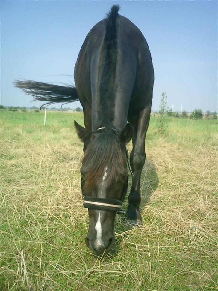 Welsh Cob (sec D) Hamlet *RIP* <3 - Jeg er Hamlet.. billede 1