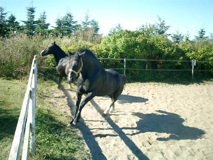 Welsh Cob (sec D) Hamlet *RIP* <3 - Leg på ridebanen med José billede 2