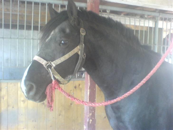 Welsh Cob (sec D) Hamlet *RIP* <3 - Inden vi skulle ud for at ride (: billede 3
