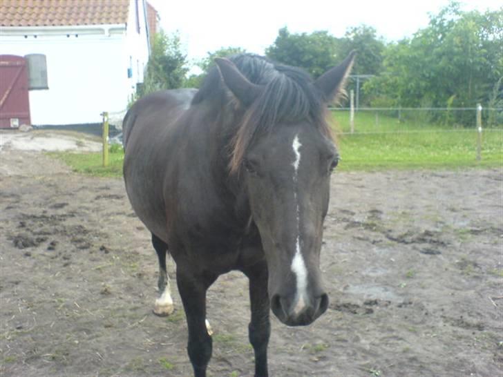 Welsh Cob (sec D) Hamlet *RIP* <3 - Jeg er doven! billede 4