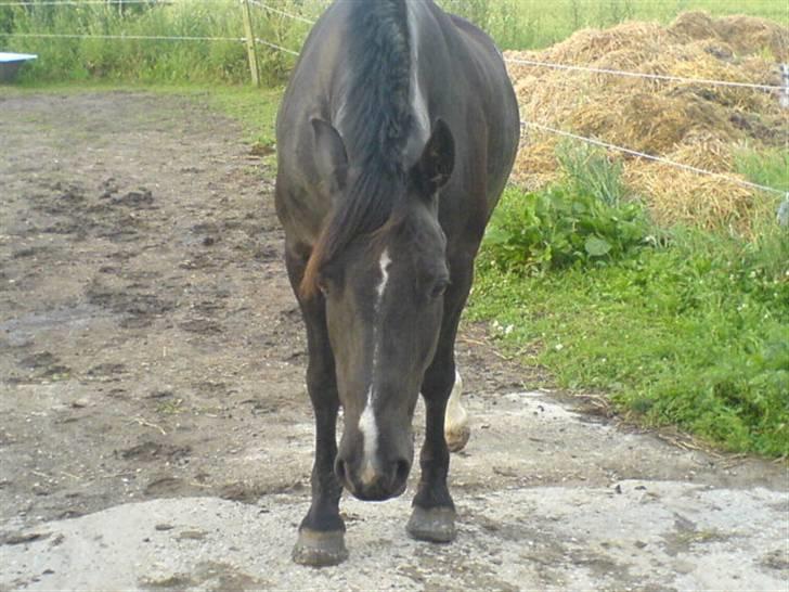 Welsh Cob (sec D) Hamlet *RIP* <3 - Uuuh, har Julie mon en guffer til mig? billede 5