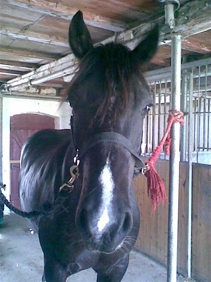Welsh Cob (sec D) Hamlet *RIP* <3 - Baaah, lad nu vær :D billede 7