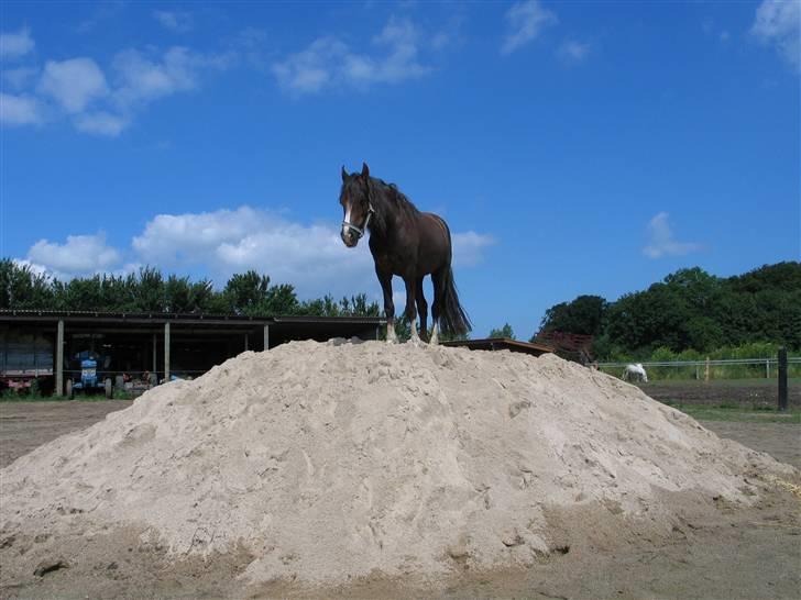 Welsh Cob (sec D) Sulkendrupgårds Lady Mira - Miras sidste dag..  billede 14