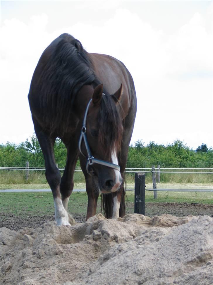 Welsh Cob (sec D) Sulkendrupgårds Lady Mira - Miras sidste dag..  billede 15