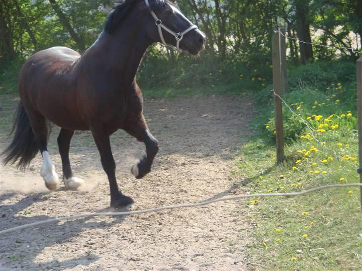 Welsh Cob (sec D) jet jewel "jj" *solgt* billede 4