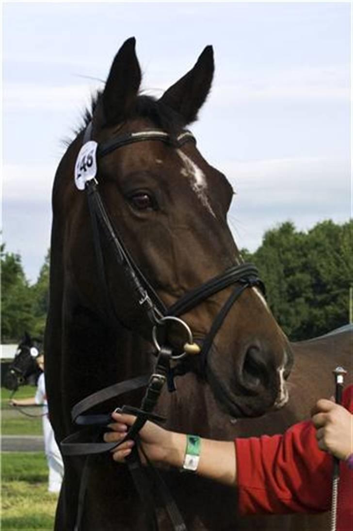 Oldenborg Gazell (Aflivet 30/10/09) - storehestedag 2008 billede 1