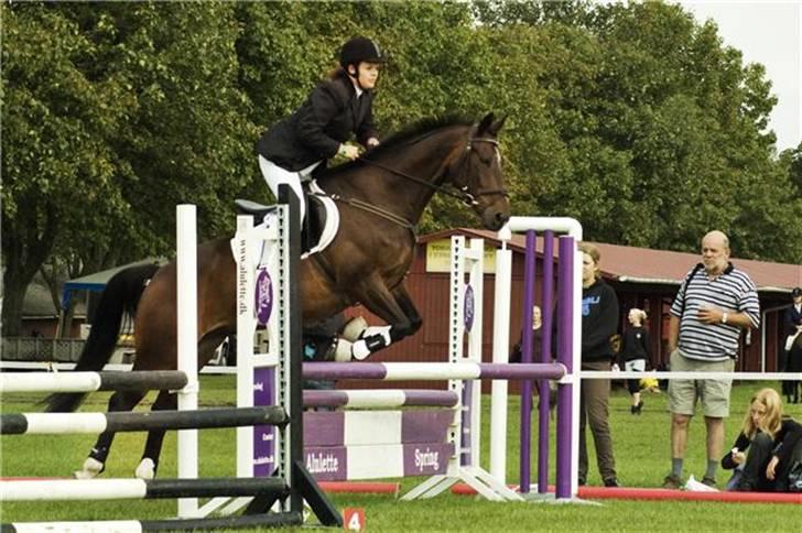 Oldenborg Gazell (Aflivet 30/10/09) - storehestedag 2008 billede 2