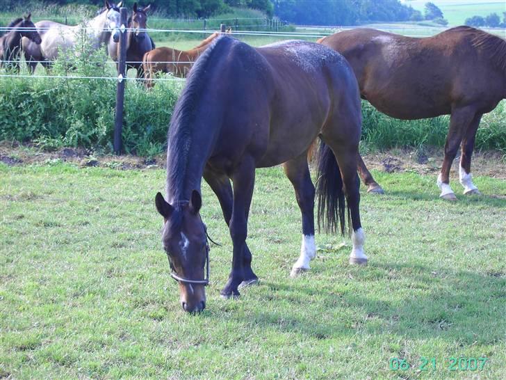 Oldenborg Gazell (Aflivet 30/10/09) billede 3