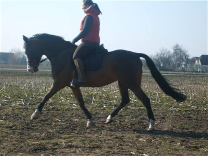 Anden særlig race Søgårdens Mandy *solgt* billede 3