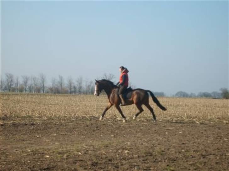 Anden særlig race Søgårdens Mandy *solgt* billede 4