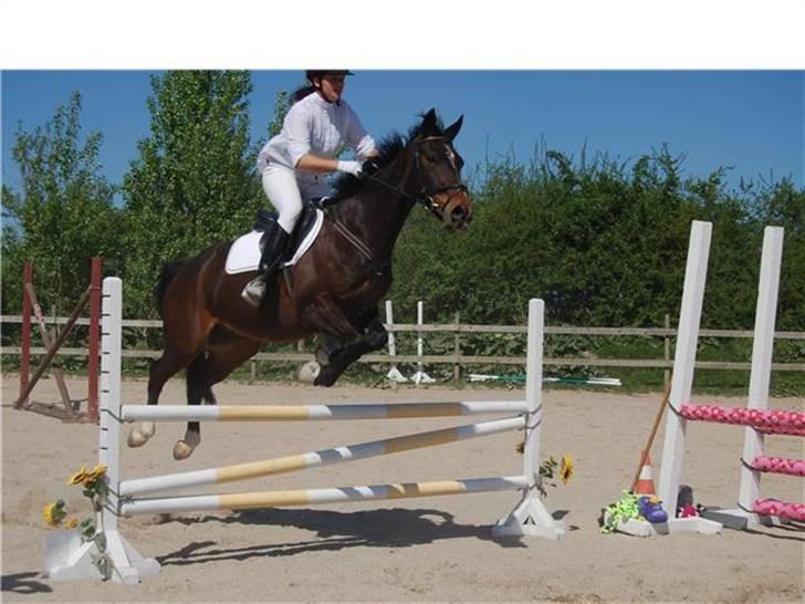 Oldenborg Gazell (Aflivet 30/10/09) - stævne marts 2008 billede 5