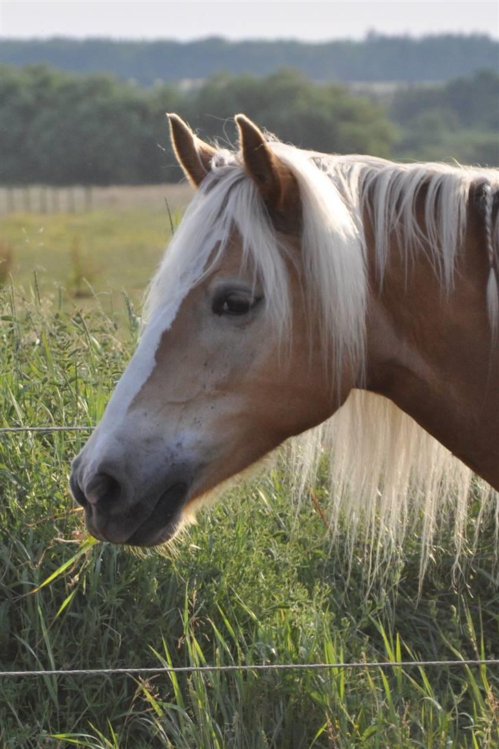Tyroler Haflinger *Prinsesse* Silvia<3 - <3<3 billede 16