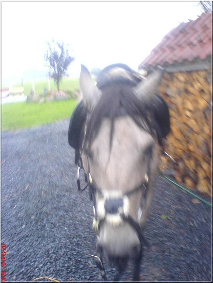 Anden særlig race Kikki - Den lille stakkel, efter en ridetur i plask regnvejr :) billede 6
