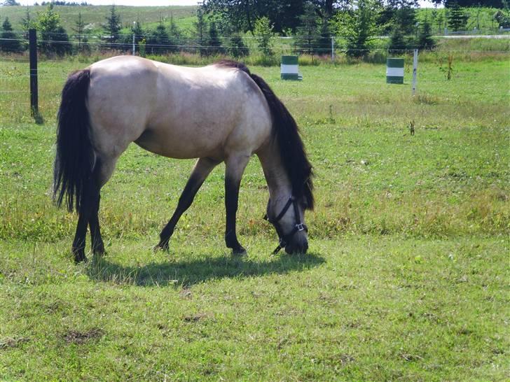 Anden særlig race Kikki - SMUKKESTE <33 :I billede 7