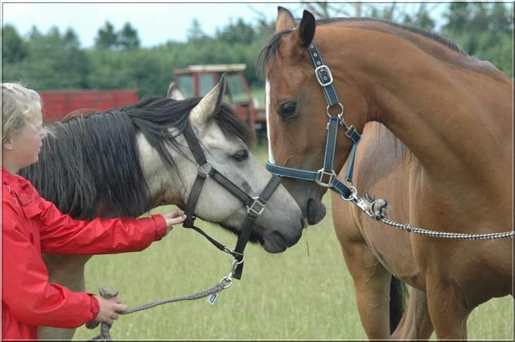 Anden særlig race Kikki - Nuttede Kikki og elegante Cheval <33 billede 8