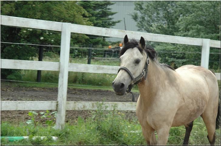 Anden særlig race Kikki - Kikki på sandbanen billede 9