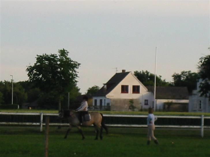 Anden særlig race Kikki - Første gang jeg rider alene på hende <33 sommerferien 2005 billede 10